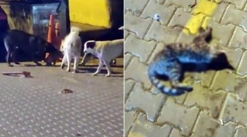 Yer: İzmir! Sokakta vahşet: Başıboş köpekler kediyi parçaladı