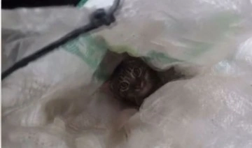 Yer Şişli: Bagajdaki çuvalda bulunan kedileri motosikletli fark etti