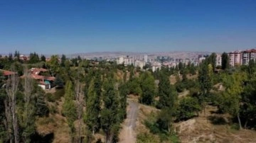 Yeşil sevdalıları suskun! Ankara'da ağaç katliamı önlendi