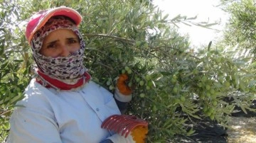 Yılın ilk sofralık zeytin hasadı Mersin'de başladı