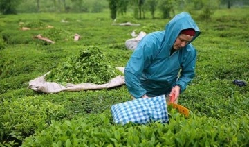 Yılın ilk yarısında yapılan çay ihracatı rakamları belli oldu