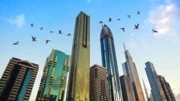 Yüksek Yapılar Her Yıl Binlerce Kuşun Ölümüne Neden Oluyor