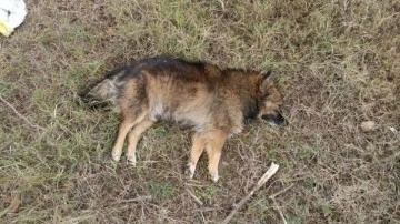 Zehirlenme şüphesi: Aydın'da 30 köpek ile 3 tilki ölü bulundu