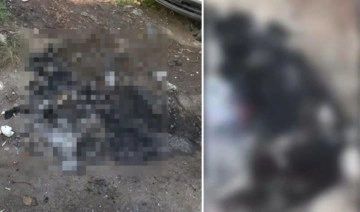 Zeytinburnu'nda vahşet: Köpeği yakarak öldürdüler