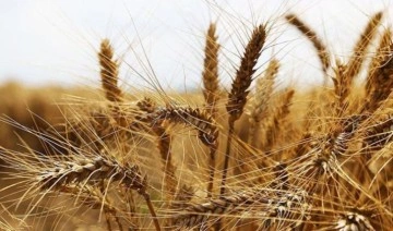Ziraatçı Abdullah Melik: Mayınlı arazilere buğday ekilseydi, 40 milyon dolar elde edilirdi