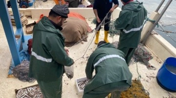 Zonguldak’ta balıkçılar limana 500 kilogram mezgitle demir attı