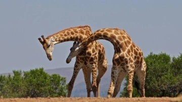Zürafalar, Cinsel Rekabet Yüzünden Uzun Boyunlu Olabilir!